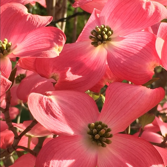 Meet your Posher, Joan - Picture 2 of 2